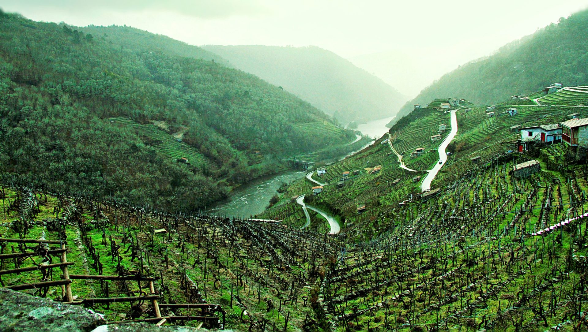 Viñedos en bancales sobre el río Sil en Galicia, origen del Godello.