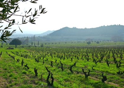 Viñedos de la bodega Remelluri en Rioja Alavesa