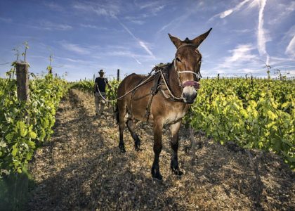 Trabajo tradicional en viñedo Marta Maté Ribera del Duero