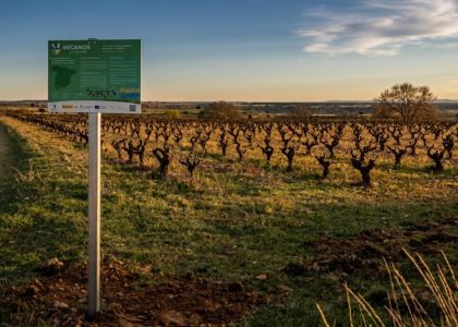 Viñedos de altura de Bodegas Marta Maté en el páramo burgalés Ribera del Duero