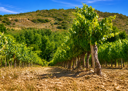 Cepas de un viñedo de montaña en San Martín de Unx (Navarra), donde la altitud y el clima favorecen la elaboración de vinos frescos y equilibrados.